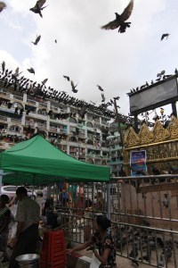 pigeons outside the temple. 